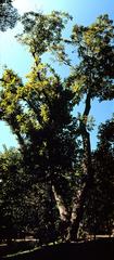 walnut tree in Quinta del Berro park Madrid Spain