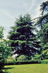 Cedars in Quinta del Berro, Madrid, Spain