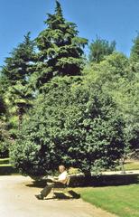 Old man sitting on a bench at Quinta del Berro Gardens in Madrid, Spain