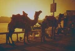 Camels at Fateh Sagar under sunset