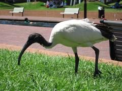 Australian White Ibis standing at Darling Harbour, Sydney