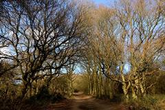 A bridleway in Shotover Country Park