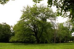 A tree in The Spinney on Shotover