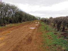 Blenheim Road leading to Horspath surrounded by fields