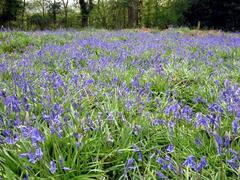 Bluebells in Shotover Country Park