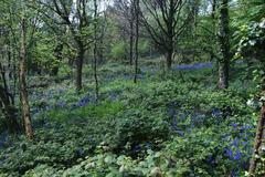 Bluebells in the undergrowth in Shotover Country Park