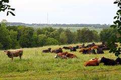 cattle in the field