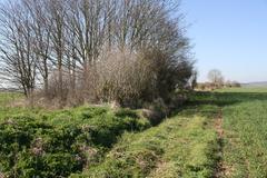 Clump of trees in hedge beside agricultural field