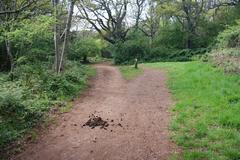 Crossing of paths in Shotover Country Park