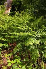 Ferns in Shotover Country Park