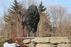 bison sculpture in Calgary with modern buildings in the background