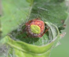 Eriophora ravilla spider with distinctive dorsal color markings in natural habitat