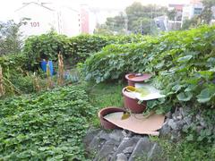 Rainwater storage devices in a garden near a city wall