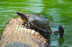 Indian black turtles at Buxa Tiger Reserve