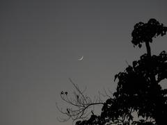 dusk at Buxa Tiger Reserve Forest