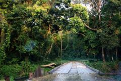 Scenic view inside Chilapata Forest in West Bengal