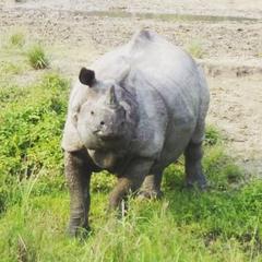 One Horned Rhinoceros