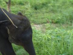 baby elephant at Roshikbill Sanctuary