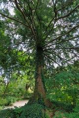 Eastern Hemlock at Frederick Law Olmsted National Historic Site