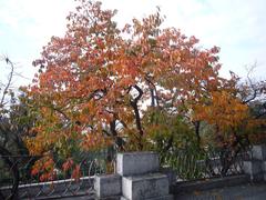 autumn persimmon trees at Belvedere Avenue Pincio