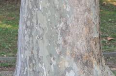 Bark of Platanus acerifolia at the Pincio in Rome