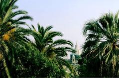 Palm trees at Pincio Gardens in Rome, Italy