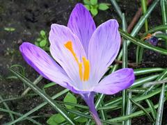 Blooming Crocus vernus flower at Bishop's Park