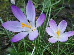 Crocus vernus flowers at Bishop's Park, Fulham Palace