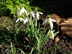 Common snowdrop flowers at Bishop's Park and Fulham Palace