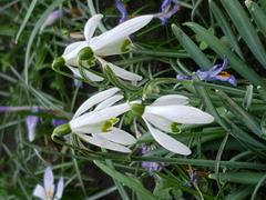 Common snowdrop flowers at Bishop's Park and Fulham Palace