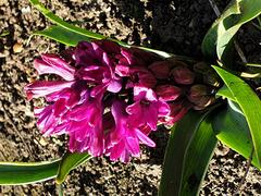 Common Hyacinth flowers