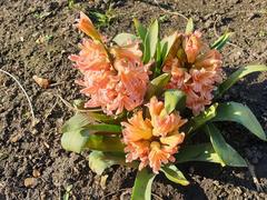 Common Hyacinth flowers at Bishop's Park and Fulham Palace