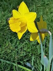 Narcissus pseudonarcissus flowers