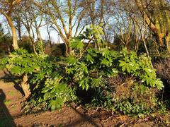 Fatsi or Japanese Aralia (Fatsia japonica)