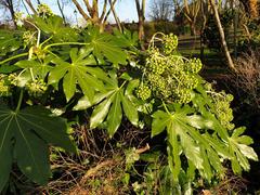 Fatsia japonica at the Bishop's Park and Fulham Palace