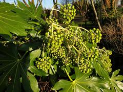 Fatsi or Japanese Aralia (Fatsia japonica) plant with large, glossy leaves at Bishop's Park and Fulham Palace, England