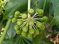 Japanese Aralia plant with green foliage