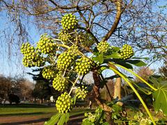 Fatsia japonica (Japanese Aralia) plant at Bishop's Park and Fulham Palace, England