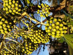 close-up of Fatsia japonica, also known as Japanese Aralia, in Bishop's Park and Fulham Palace, England