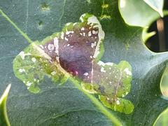 diseased European holly leaf