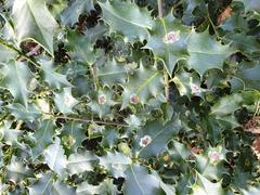 Diseased European holly leaves