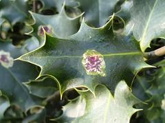 Diseased European holly leaves