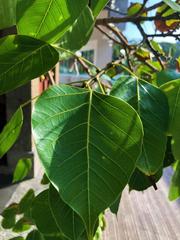 Boo tree leaves