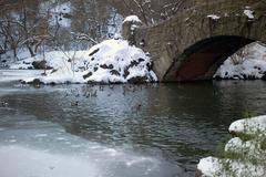 Central Park winter ducks