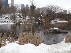 Central Park in Winter