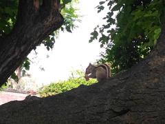 squirrel eating at the Garden of Dreams