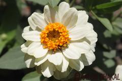 flower in the Garden of Dreams, Thamel, Nepal