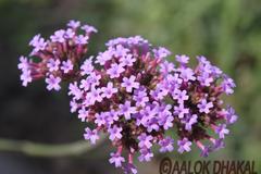 Beautiful flower at the Garden of Dreams in Thamel, Nepal