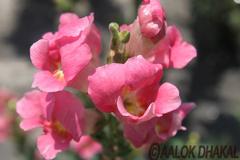 Pink flower at Garden of Dreams in Thamel, Nepal