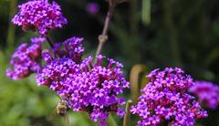 bee on a flower